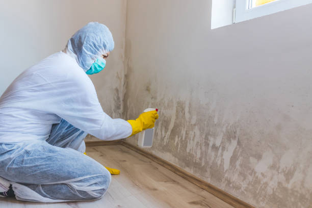 Licensed Black Mold Remediation service in Hamburg, PA - Car Mold Remediation