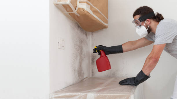 Professional Black Mold Remediation technician working in Hamburg, PA
