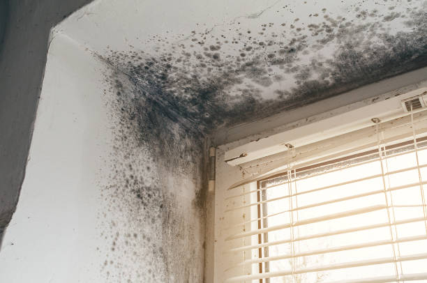 Affordable Black Mold Remediation solutions in Hamburg, PA