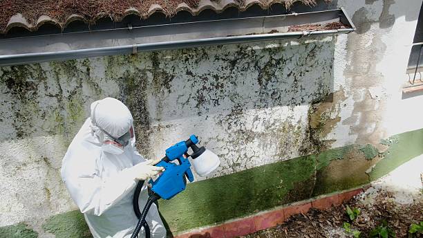 Top rated local Black Mold Remediation specialists in Hamburg, PA